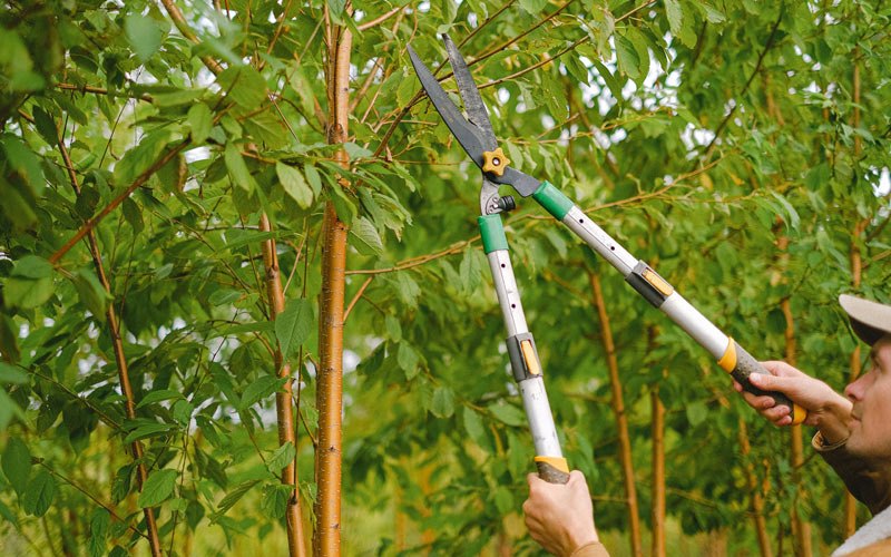 Tree trimming in Scio, OR